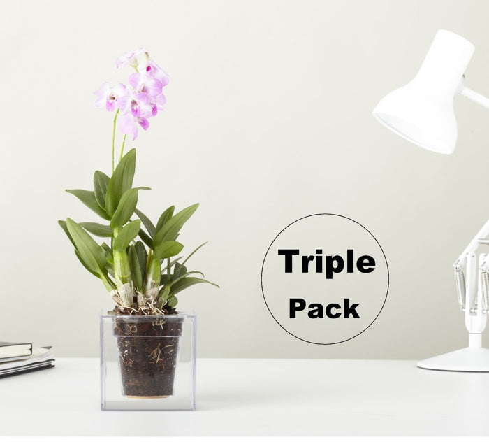 Boskke Cube Clear Planter Triple-Pack Offer