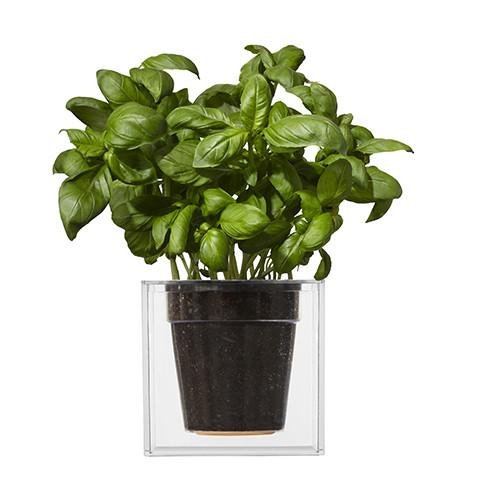 Boskke Cube Clear Veversed Planter Triple-Pack
