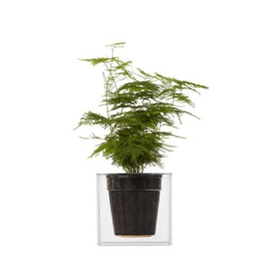 Boskke Cube Transparent Planter - 2tech ltd