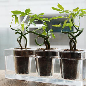 Boskke Cube Transparent Planter - 2tech ltd